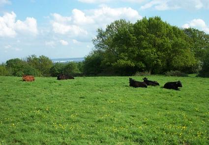 Cows at Langdon Hills